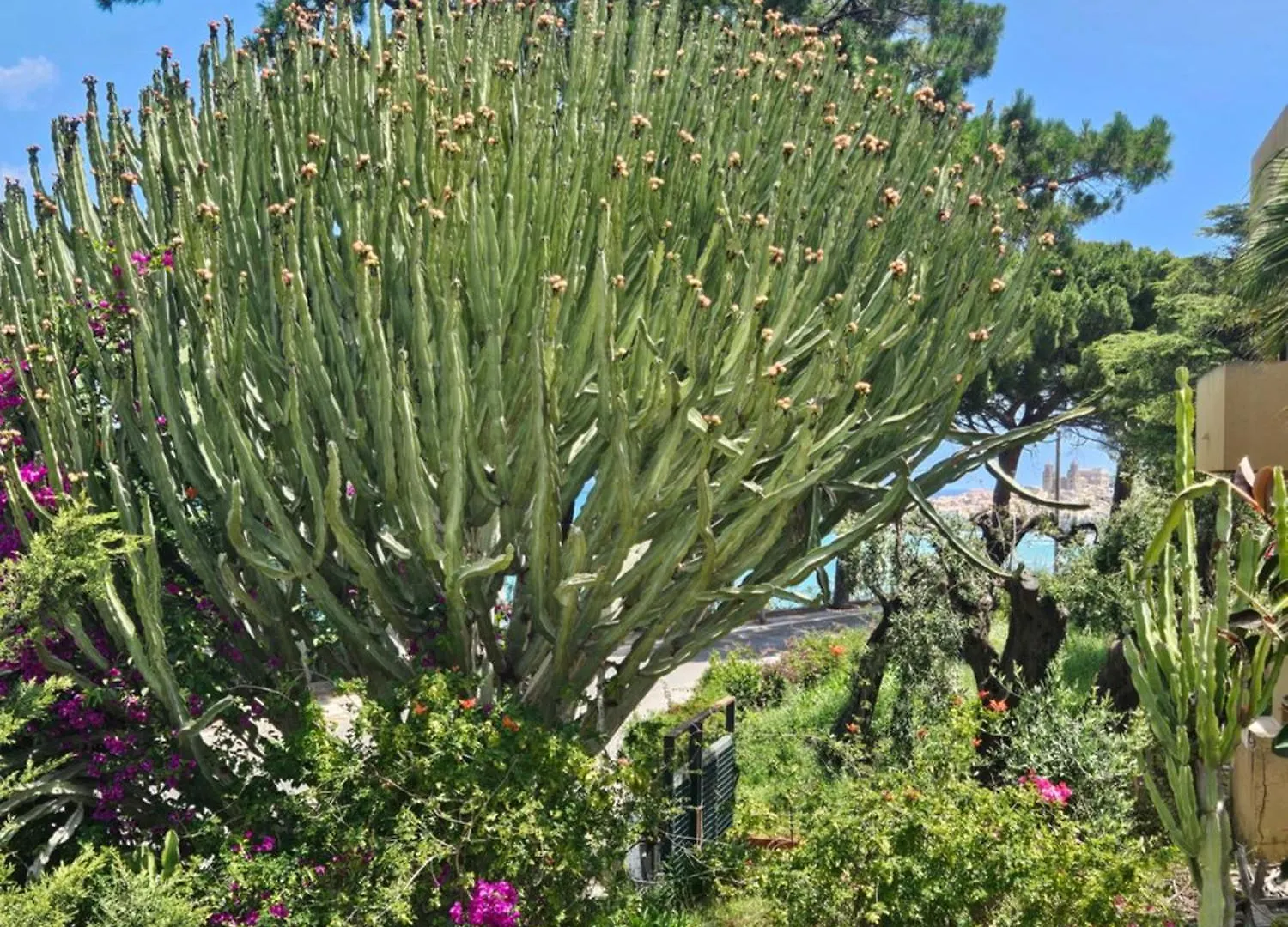 Belvedere Santa Lucia Cefalù